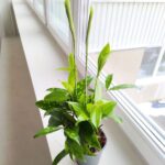 Dracena / Dracaena surculosa - obrazek 2