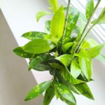 Dracena / Dracaena surculosa - obrazek 3