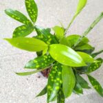 Dracena / Dracaena surculosa - obrazek 9