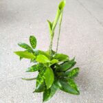 Dracena / Dracaena surculosa