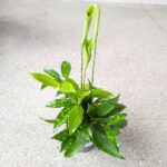 Dracena / Dracaena surculosa - obrazek 8