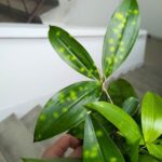 Dracena / Dracaena surculosa - obrazek 10