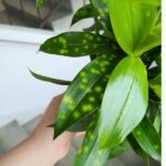 Dracena / Dracaena surculosa - obrazek 11