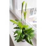 Dracena / Dracaena surculosa - obrazek 6