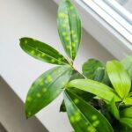 Dracena / Dracaena surculosa - obrazek 5