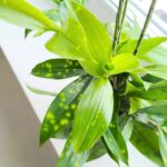 Dracena / Dracaena surculosa - obrazek 4