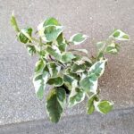 Epipremnum aureum N'Joy M - obrazek 2