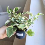 Epipremnum aureum N'Joy M - obrazek 10