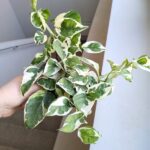 Epipremnum aureum N'Joy M - obrazek 9