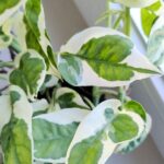 Epipremnum aureum N'Joy M - obrazek 20