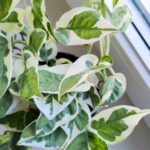 Epipremnum aureum N'Joy M - obrazek 11