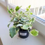 Epipremnum aureum N'Joy M - obrazek 3