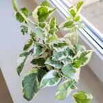 Epipremnum aureum N'Joy M - obrazek 13