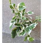 Epipremnum aureum N'Joy M