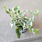 Epipremnum aureum N'Joy M - obrazek 19