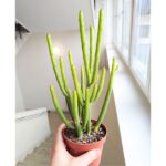 Euphorbia alluaudii / leucodendron - obrazek 3