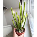 Euphorbia alluaudii / leucodendron - obrazek 2