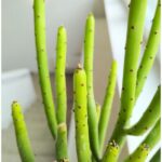 Euphorbia alluaudii / leucodendron - obrazek 8
