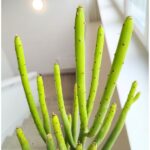 Euphorbia alluaudii / leucodendron - obrazek 7