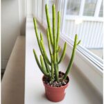 Euphorbia alluaudii / leucodendron - obrazek 6