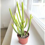 Euphorbia alluaudii / leucodendron - obrazek 5