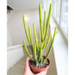 Euphorbia alluaudii / leucodendron
