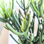 Euphorbia tirucalli "Palce diabła" sukulent - obrazek 5