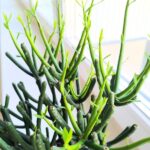 Euphorbia tirucalli "Palce diabła" sukulent - obrazek 4