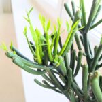 Euphorbia tirucalli "Palce diabła" sukulent - obrazek 3