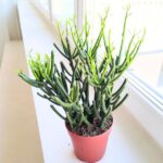 Euphorbia tirucalli "Palce diabła" sukulent