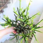Euphorbia tirucalli "Palce diabła" sukulent - obrazek 8