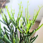 Euphorbia tirucalli "Palce diabła" sukulent - obrazek 9