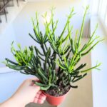 Euphorbia tirucalli "Palce diabła" sukulent - obrazek 7