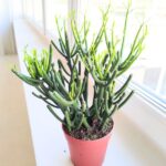 Euphorbia tirucalli "Palce diabła" sukulent - obrazek 6