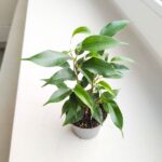 Ficus / Fikus benjamina Natasha - obrazek 3
