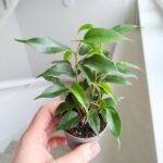 Ficus / Fikus benjamina Natasha - obrazek 2