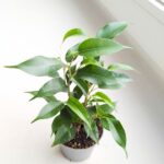 Ficus / Fikus benjamina Natasha