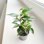 Ficus / Fikus benjamina Natasha - obrazek 5