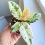 Fikus / Ficus Shivereana Fikus S - obrazek 8