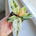 Fikus / Ficus Shivereana Fikus S - obrazek 7
