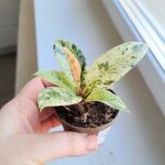 Fikus / Ficus Shivereana Fikus S - obrazek 5