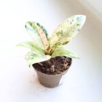 Fikus / Ficus Shivereana Fikus S - obrazek 4