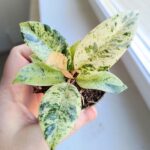 Fikus / Ficus Shivereana Fikus S - obrazek 3