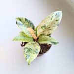 Fikus / Ficus Shivereana Fikus S - obrazek 2