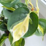 Filodendron / Philodendron hederaceum CREAM SPLASH - obrazek 3