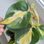 Filodendron / Philodendron hederaceum CREAM SPLASH - obrazek 5