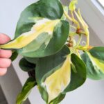 Filodendron / Philodendron hederaceum CREAM SPLASH - obrazek 2