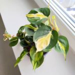 Filodendron / Philodendron hederaceum CREAM SPLASH - obrazek 7