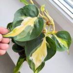 Filodendron / Philodendron hederaceum CREAM SPLASH - obrazek 6