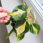 Filodendron / Philodendron hederaceum CREAM SPLASH - obrazek 8